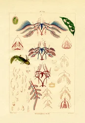 Metamorfosis